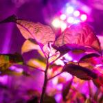 Blumensämlinge unter dem Licht einer Vollspektrum-LED-Phytolampe zu Hause auf der Fensterbank